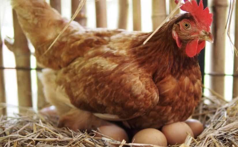 دراسة جدوى مشروع تربية الدجاج البلدي pdf تربية الدجاج البلدي للمبتدئين