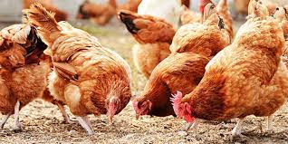 دراسة جدوى مشروع تربية الدجاج البلدي pdf تربية الدجاج البلدي للمبتدئين
